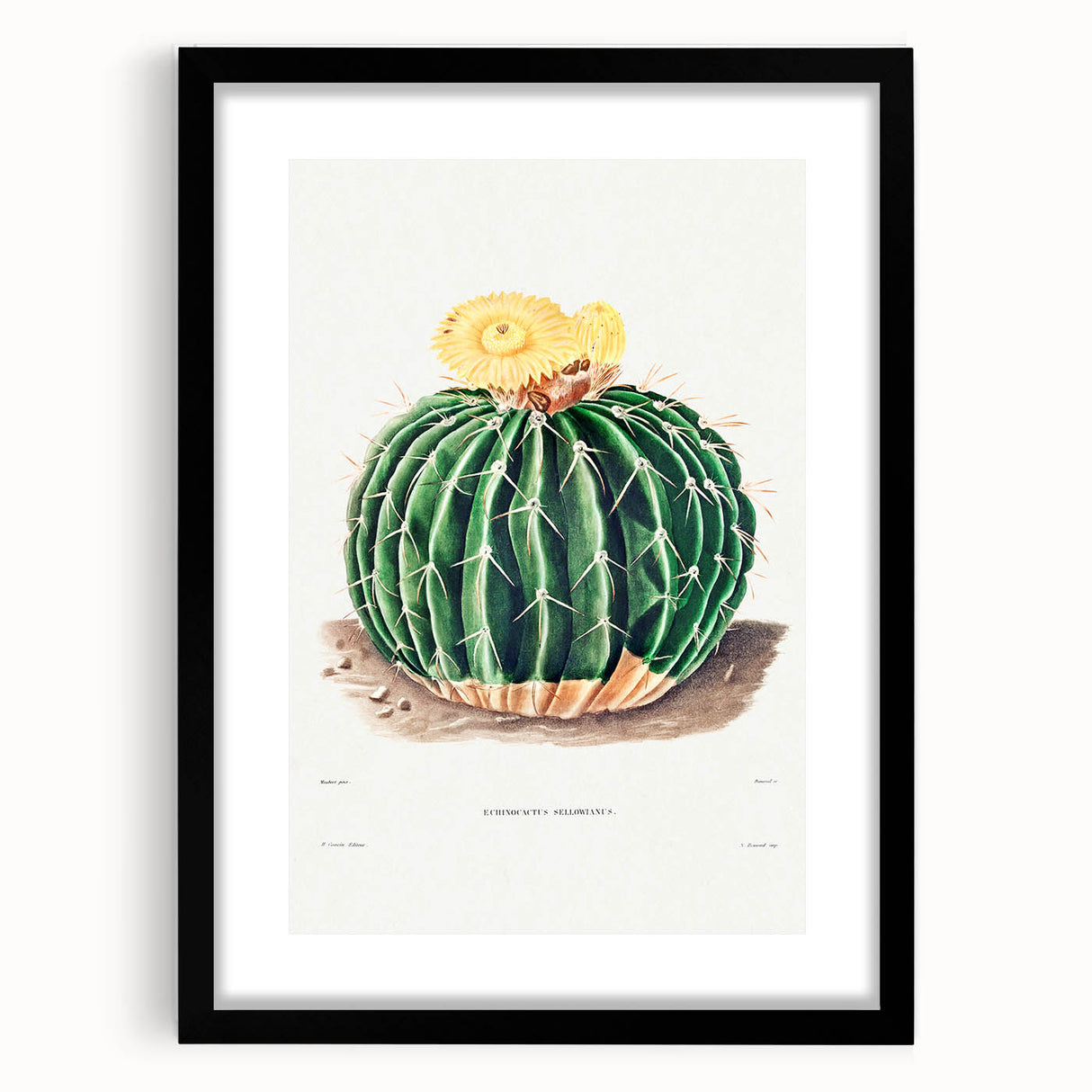 Classic Romantic Paintings: Parodia Sellowii Floral Wall Art