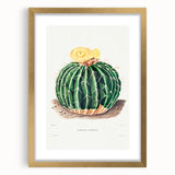 Classic Romantic Paintings: Parodia Sellowii Floral Wall Art