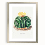 Classic Romantic Paintings: Parodia Sellowii Floral Wall Art