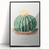 Classic Romantic Paintings: Parodia Sellowii Floral Wall Art