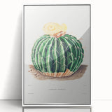 Classic Romantic Paintings: Parodia Sellowii Floral Wall Art