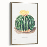 Classic Romantic Paintings: Parodia Sellowii Floral Wall Art