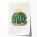 Classic Romantic Paintings: Parodia Sellowii Floral Wall Art