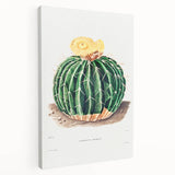 Classic Romantic Paintings: Parodia Sellowii Floral Wall Art