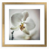 Elegant White Orchid Canvas Wall Art – Modern Framed Floral Decor