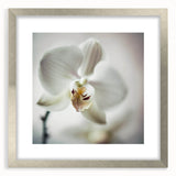 Elegant White Orchid Canvas Wall Art – Modern Framed Floral Decor
