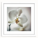 Elegant White Orchid Canvas Wall Art – Modern Framed Floral Decor