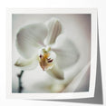 Elegant White Orchid Canvas Wall Art – Modern Framed Floral Decor