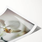 Elegant White Orchid Canvas Wall Art – Modern Framed Floral Decor