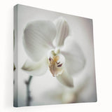 Elegant White Orchid Canvas Wall Art – Modern Framed Floral Decor
