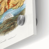 Romanticism Art: Volcano Limpet Snail Wall Art for Home Decor