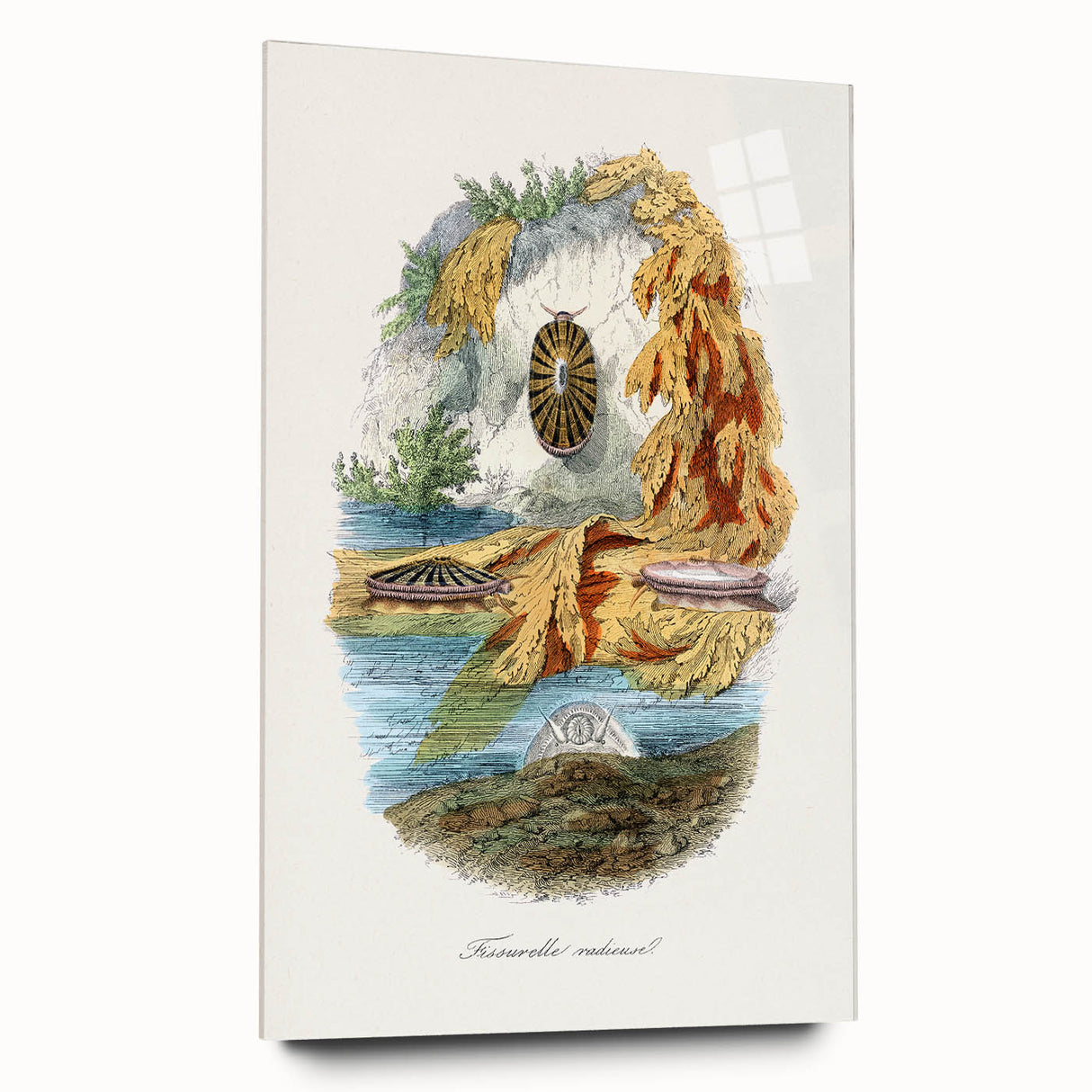 Romanticism Art: Volcano Limpet Snail Wall Art for Home Decor