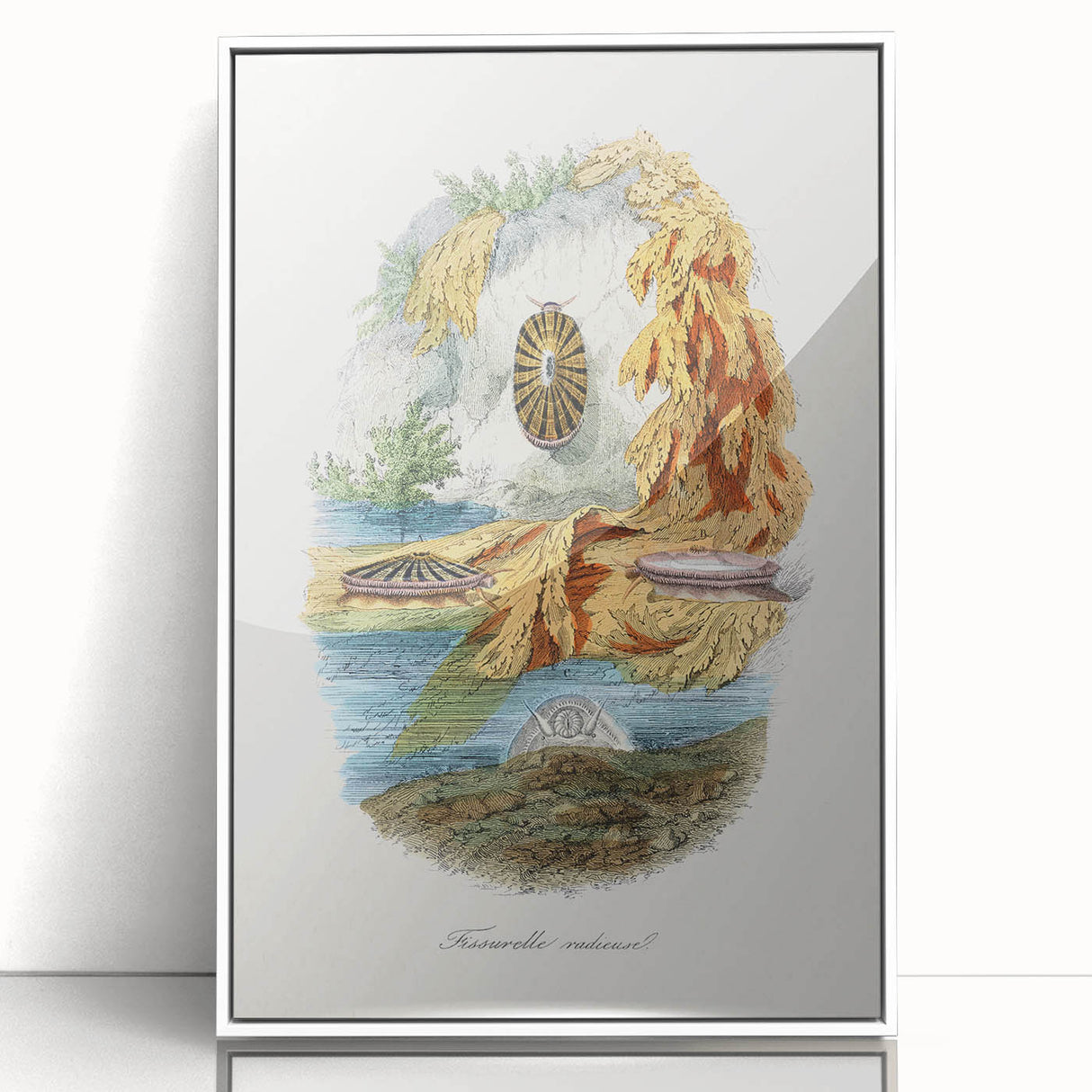 Romanticism Art: Volcano Limpet Snail Wall Art for Home Decor