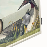 Romanticism Art: Black-Throated Diver Wall Art for Home