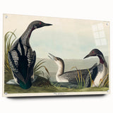 Romanticism Art: Black-Throated Diver Wall Art for Home