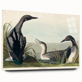 Romanticism Art: Black-Throated Diver Wall Art for Home