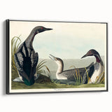 Romanticism Art: Black-Throated Diver Wall Art for Home