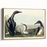 Romanticism Art: Black-Throated Diver Wall Art for Home
