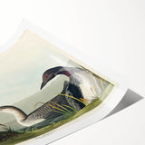 Romanticism Art: Black-Throated Diver Wall Art for Home