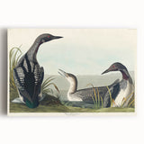 Romanticism Art: Black-Throated Diver Wall Art for Home
