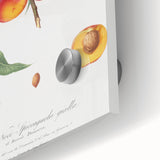 Realistic Wall Art: Botanical Peach Illustration Realism Art Canvas