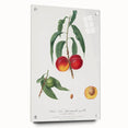 Realistic Wall Art: Botanical Peach Illustration Realism Art Canvas
