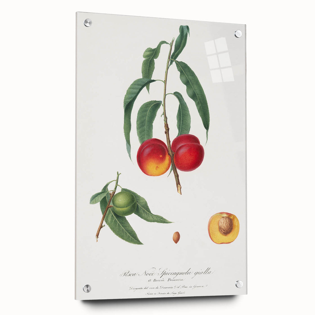 Realistic Wall Art: Botanical Peach Illustration Realism Art Canvas