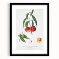 Realistic Wall Art: Botanical Peach Illustration Realism Art Canvas