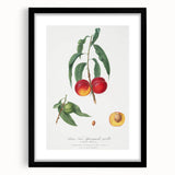 Realistic Wall Art: Botanical Peach Illustration Realism Art Canvas