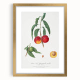 Realistic Wall Art: Botanical Peach Illustration Realism Art Canvas