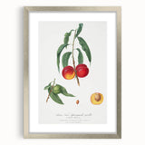 Realistic Wall Art: Botanical Peach Illustration Realism Art Canvas
