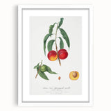 Realistic Wall Art: Botanical Peach Illustration Realism Art Canvas