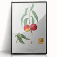 Realistic Wall Art: Botanical Peach Illustration Realism Art Canvas