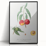 Realistic Wall Art: Botanical Peach Illustration Realism Art Canvas