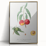Realistic Wall Art: Botanical Peach Illustration Realism Art Canvas