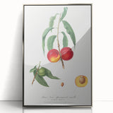 Realistic Wall Art: Botanical Peach Illustration Realism Art Canvas