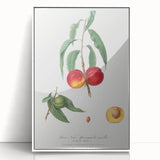 Realistic Wall Art: Botanical Peach Illustration Realism Art Canvas