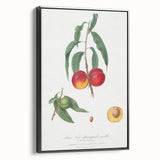 Realistic Wall Art: Botanical Peach Illustration Realism Art Canvas
