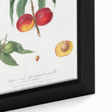 Realistic Wall Art: Botanical Peach Illustration Realism Art Canvas