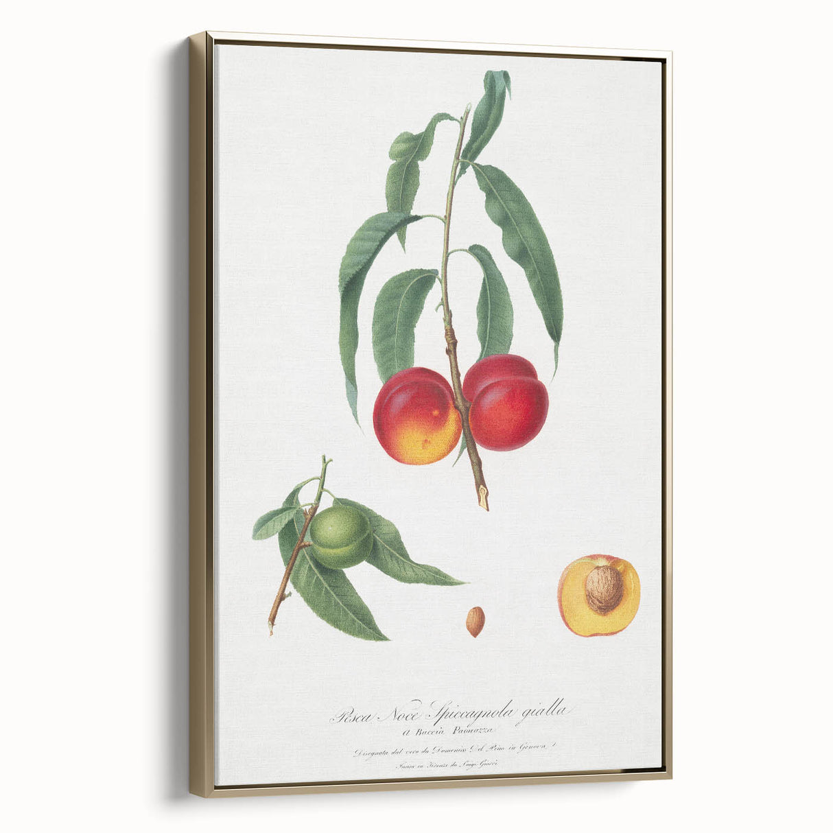 Realistic Wall Art: Botanical Peach Illustration Realism Art Canvas