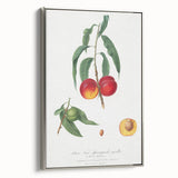 Realistic Wall Art: Botanical Peach Illustration Realism Art Canvas