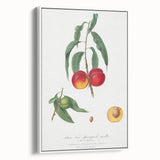 Realistic Wall Art: Botanical Peach Illustration Realism Art Canvas
