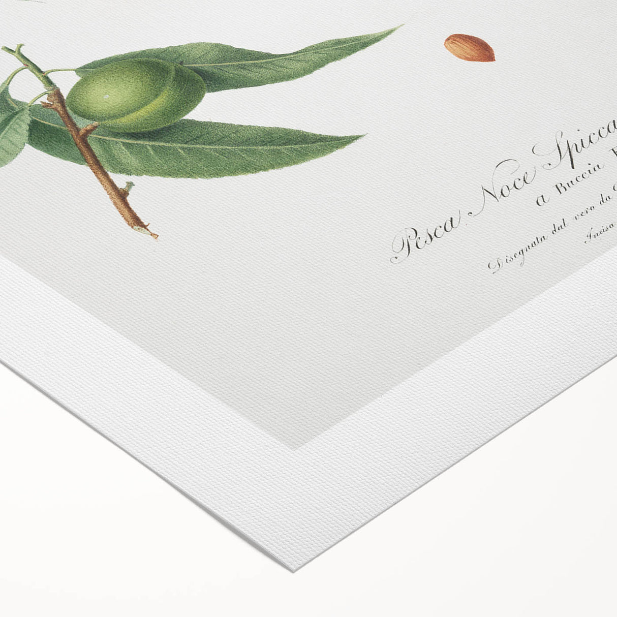 Realistic Wall Art: Botanical Peach Illustration Realism Art Canvas