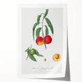 Realistic Wall Art: Botanical Peach Illustration Realism Art Canvas