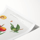 Realistic Wall Art: Botanical Peach Illustration Realism Art Canvas