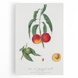 Realistic Wall Art: Botanical Peach Illustration Realism Art Canvas