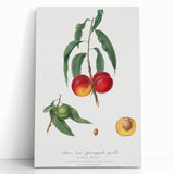 Realistic Wall Art: Botanical Peach Illustration Realism Art Canvas