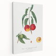 Realistic Wall Art: Botanical Peach Illustration Realism Art Canvas