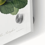 Romanticism Art: Ficus Carica Fig Botanical Wall Art