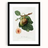 Romanticism Art: Ficus Carica Fig Botanical Wall Art